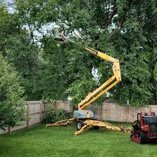 Best Tree Trimming and Pruning  in Reedley, CA