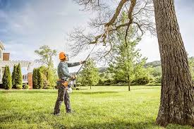 Best Tree Disease Treatment  in Reedley, CA