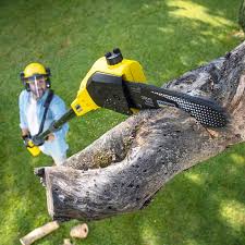Best Emergency Tree Removal  in Reedley, CA