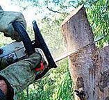 Best Tree Health Inspection  in Reedley, CA