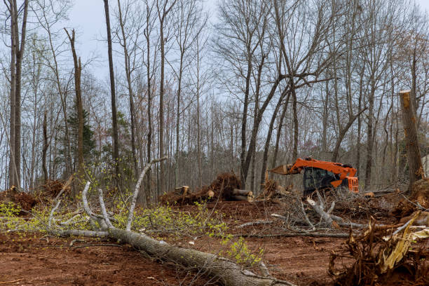 How Our Tree Care Process Works  in  Reedley, CA