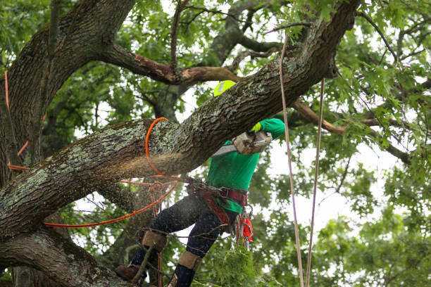 Best Leaf Removal  in Reedley, CA