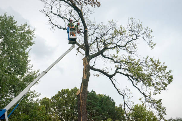 Professional Tree Care in Reedley, CA