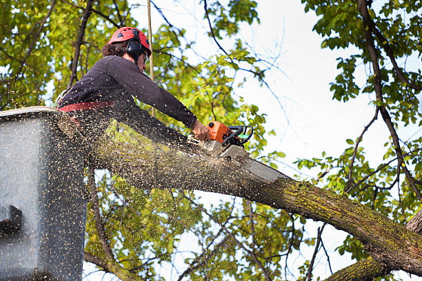Best Tree and Shrub Care  in Reedley, CA