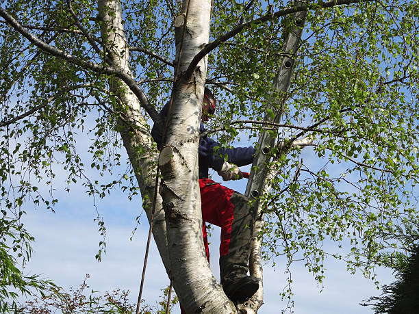 Best Arborist Consultation Services  in Reedley, CA