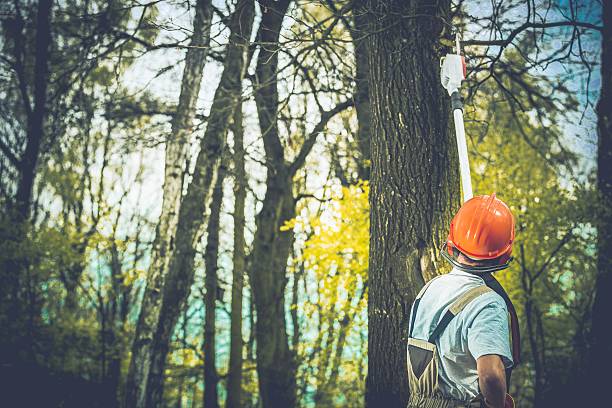 Best Commercial Tree Services  in Reedley, CA