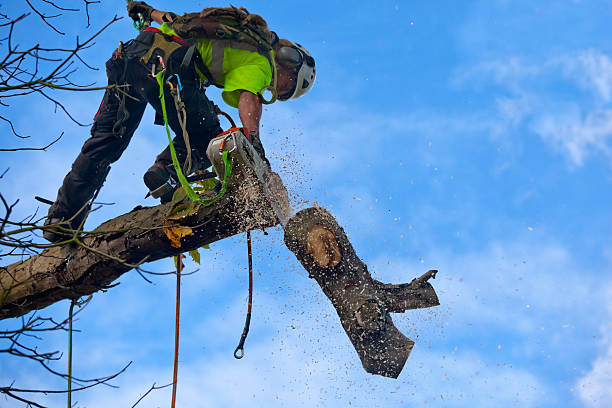  Reedley, CA Tree Care Pros