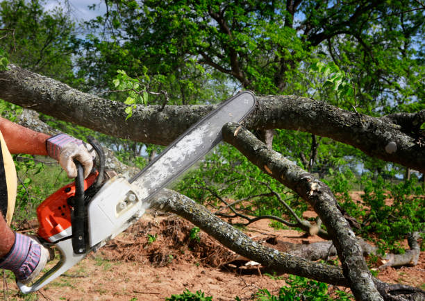 Best Tree Removal  in Reedley, CA
